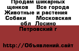 Продам шикарных щенков  - Все города Животные и растения » Собаки   . Московская обл.,Лосино-Петровский г.